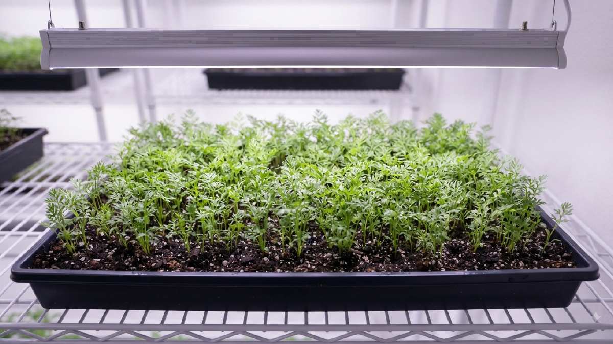 Carrot microgreens growing under an LED light.