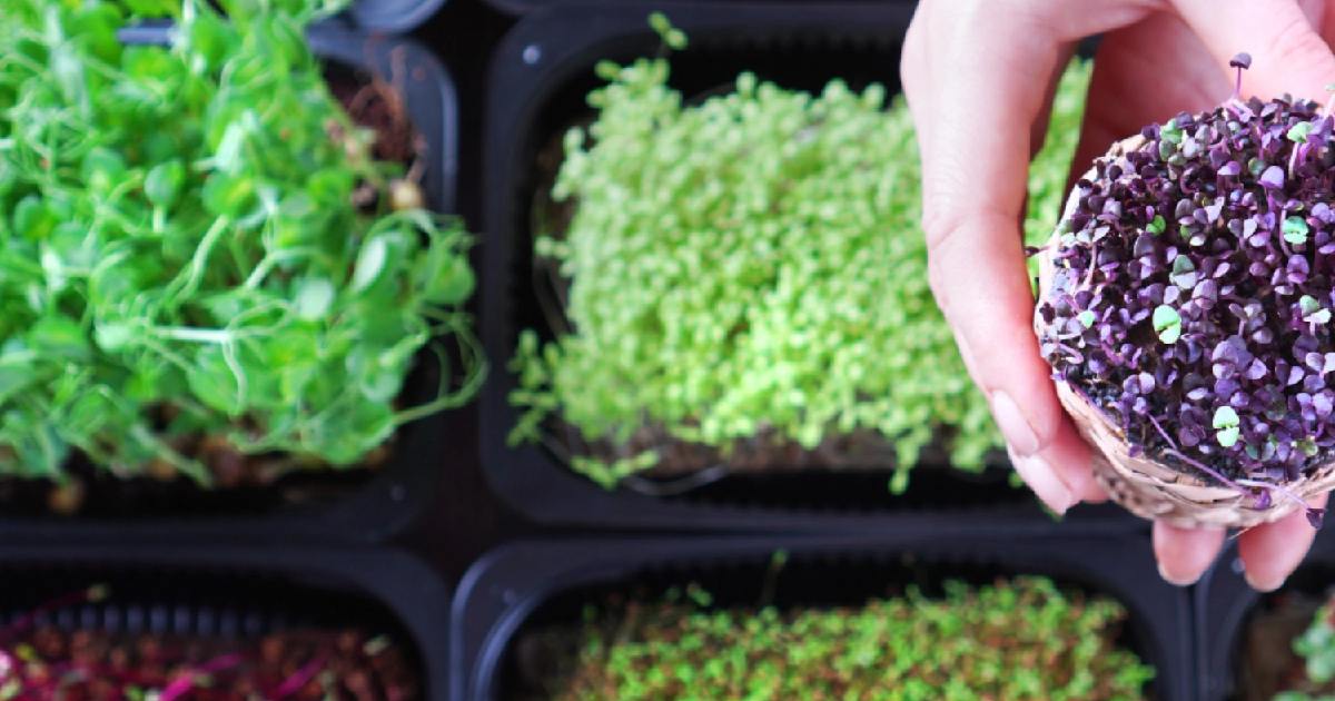 Hands harvesting fresh pea shoot microgreens from a tray