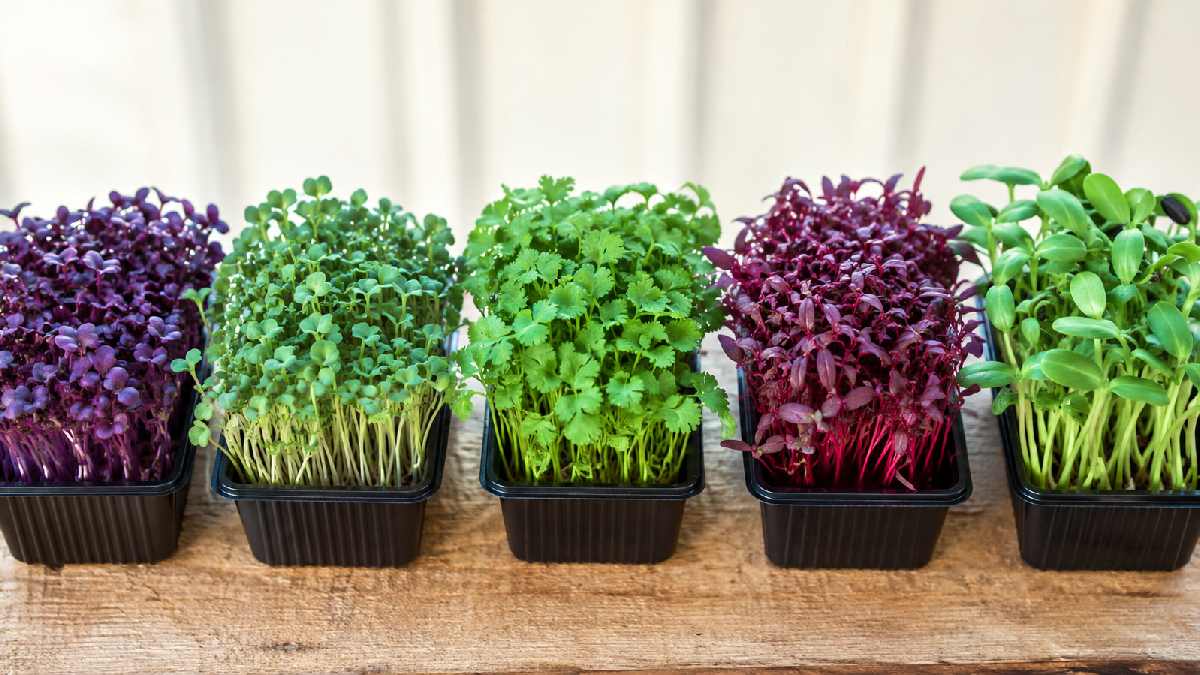Five most nutritious microgreen varieties