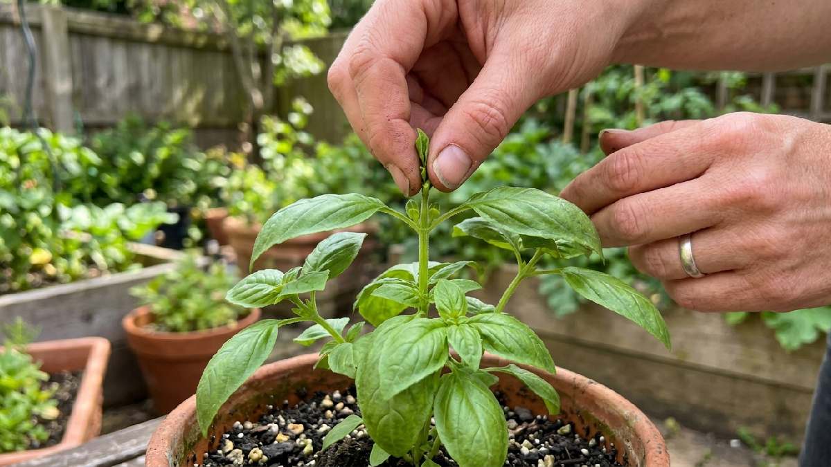Pruning basil above leaf node