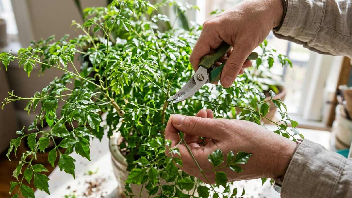 Pruning a China Doll plant for fuller growth