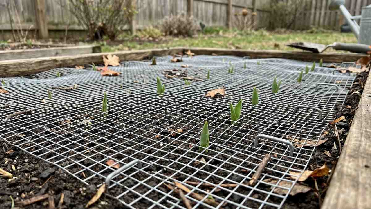Protecting tulip bulbs from pests