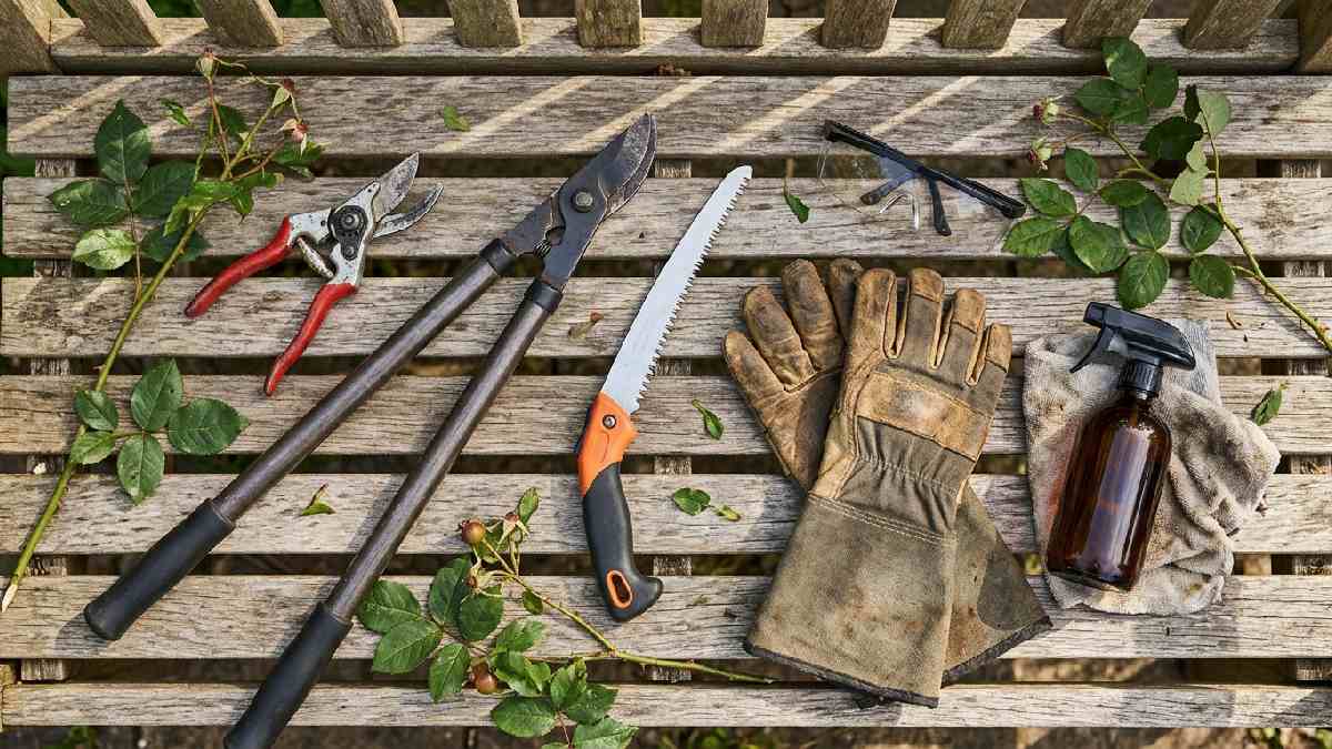 Tools for pruning roses