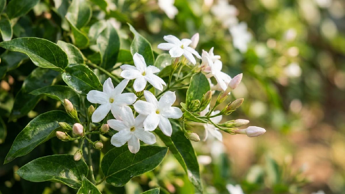 White jasmine flowers and green leaves